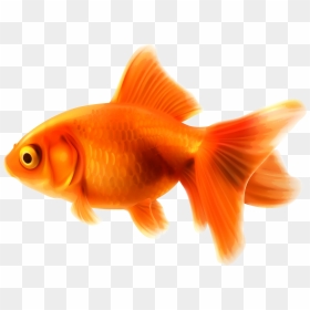 Goldfish Png Clipart - Goldfish Clipart, Transparent Png - goldfish png