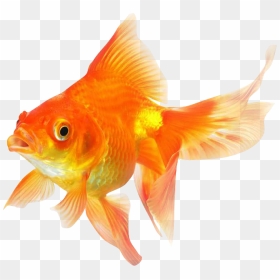Goldfish Png Transparent Image - Gold Fish Images Png, Png Download - goldfish png