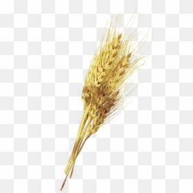 Yellow Rust Png - Wheat, Transparent Png - rust png