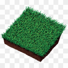 Lawn, HD Png Download - ornamental grass png