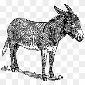 Donkey Clip Arts - Donkey Black And White, HD Png Download - donkey png