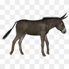 Donkey Png - Donkey Red Carpet, Transparent Png - donkey png