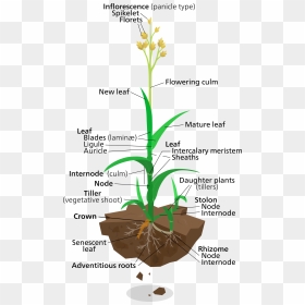 Labelled Diagram Of Elephant Grass, HD Png Download - vhv