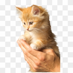 Fluffy Orange Tabby Kitten, HD Png Download - cat face png