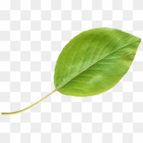 Pear Leaftransparent - Pear Leaf, HD Png Download - pear png