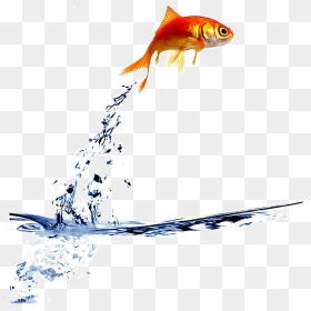 Ftestickers Jump Fishstickers - Fish Jumping Out Of Water Png, Transparent Png - goldfish png