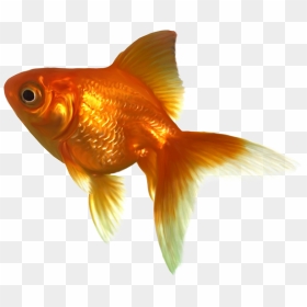 Goldfish Png Image File - Transparent Background Black Goldfish, Png Download - goldfish png