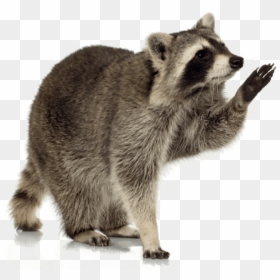 Free Png Download Raccoon Up Png Images Background - Raccoon Png Transparent, Png Download - raccoon png