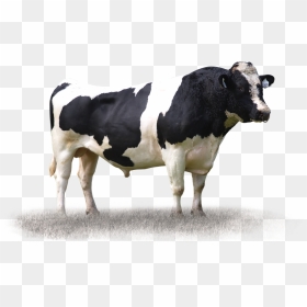 Transparent Bull Png - Dairy Cow, Png Download - bull png