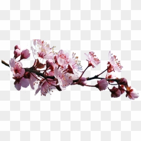 Sakura Pink Flowers Png Free Download - Cherry Blossoms Png Free, Transparent Png - pink flowers png