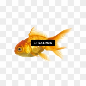 Goldfish , Png Download - Goldfish, Transparent Png - goldfish png