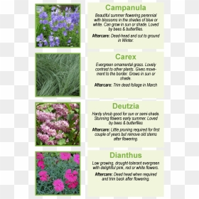 Campanula Beautiful Summer Flowering Perennial With - Iris, HD Png Download - ornamental grass png