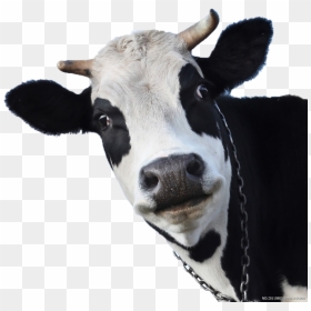 Transparent Cow Head Png - Cow Png, Png Download - head png