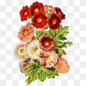 Scrapbooking Flowers Red And Pink - Barberton Daisy, HD Png Download - pink flowers png