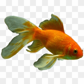 Veiltail Fish Png Transparent - Colorful Fish Png, Png Download - goldfish png