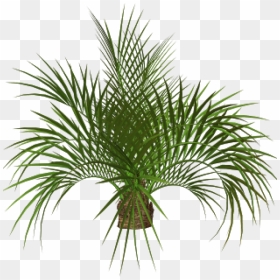 Palm Tree Plan Png - Tree Png Digital Art, Transparent Png - palms png