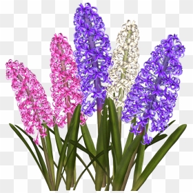Hyacinth Png, Transparent Png - grass flower png