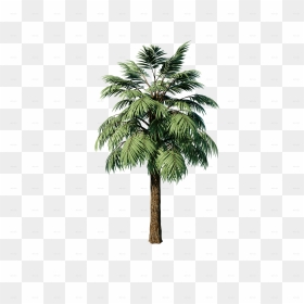 Transparent 3d Palm Tree Png - Attalea Speciosa, Png Download - palms png