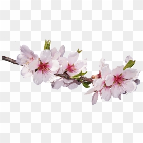 Sakura Pink Flowers Png Free Pic - Cherry Blossom Png Transparent, Png Download - pink flowers png