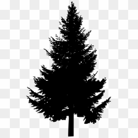 Pine Tree Silhouette - Transparent Pine Tree Vector, HD Png Download - forest silhouette png