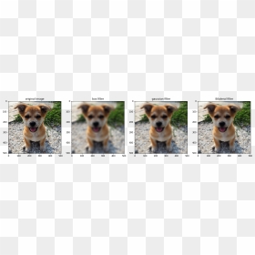 Aspin, HD Png Download - dog filter png