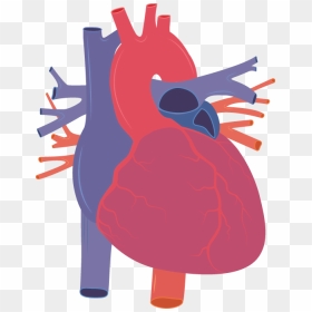 Human Heart Vector Png , Png Download - Human Heart Clipart Png, Transparent Png - human heart png