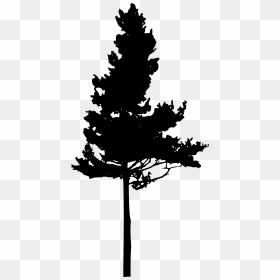 Silhouette Pine Clip Art - Hemlock Tree Clipart, HD Png Download - forest silhouette png