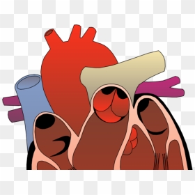 Transparent Southwest Heart Png - Look After Your Heart, Png Download - human heart png