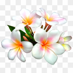 Nurcan Cüceoğlu /instagram/ Nurcandesigner White Flower - White Flower Clipart Png, Transparent Png - white flowers png