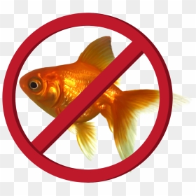 Goldfish - Do Not Vector Png, Transparent Png - goldfish png
