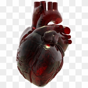 Anatomical Heart, Red Glass, Heart Art, Human Heart, - Anatomical Glass Heart, HD Png Download - human heart png