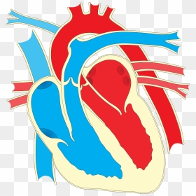 Wiring Diagram Heart Drawing Clip Art - Unlabelled Heart Diagram Simple, HD Png Download - human heart png