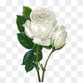 Transparent Vintage Roses Png - White Rose Transparent Gif, Png Download - white flowers png