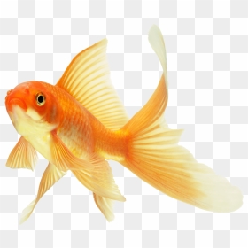 304 Images About Overlays / Transparents On We Heart - Gold Fish Png, Png Download - goldfish png