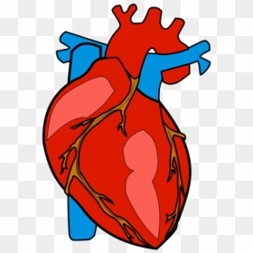 Thumb Image - Human Heart Png, Transparent Png - human heart png