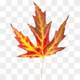 Leaves Clipart Fall Festival - Leaves That Look Like Fire, HD Png Download - fall leaf png