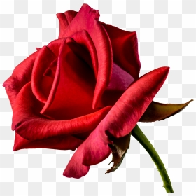 Valentine Png Images - Good Night Love Rose, Transparent Png - valentine png