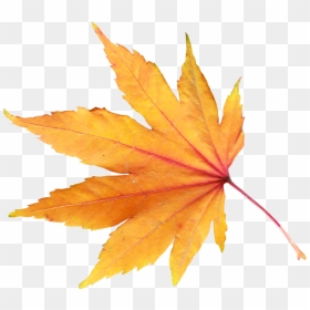 Golden Autumn Leaves Png Transparent File - Transparent Background Autumn Leaf Png, Png Download - fall leaf png