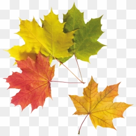 Autumn Leaves Images Free - Imagens De Folhas De Outono, HD Png Download - fall leaf png