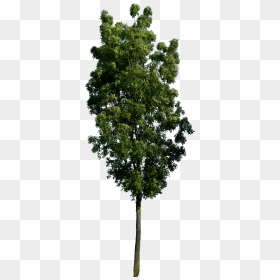 Tree Render, Tree Plan Png, Tree Photoshop, Tree Psd, - 3d Green Free Dwg, Transparent Png - tree plan png