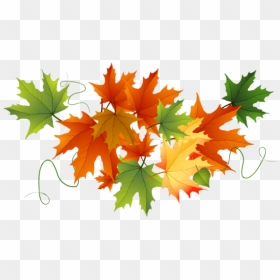 Transparent Canadian Leaf Png - Transparent Background Autumn Leaves Clipart, Png Download - fall leaf png