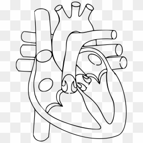 Hd Svg Transparent Stock Human Heart Clipart Black - Draw The Circulatory System, HD Png Download - human heart png