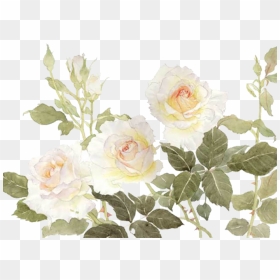 Garden Roses Centifolia Roses Flower White - White Flower Watercolor Png, Transparent Png - white flowers png