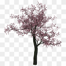 Cherry Tree Png Image - Trees Cherry Blossoms Png, Transparent Png - tree plan png