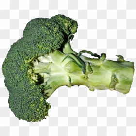 File - Broccoli - Broccoli, HD Png Download - broccoli png