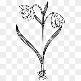Transparent Black And White Flowers Png - Wild Flowers Png Black And White, Png Download - white flowers png
