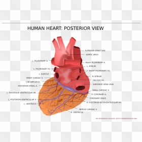 View Of Human Heart , Png Download - Anatomical Heart Posterior View, Transparent Png - human heart png