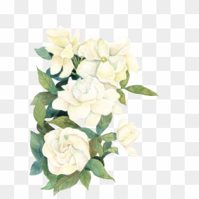 White Watercolor Flwoers - Watercolor White Roses Png, Transparent Png - white flowers png