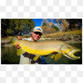 Montana Guided Fly Fishing - Coastal Cutthroat Trout, HD Png Download - fishing png