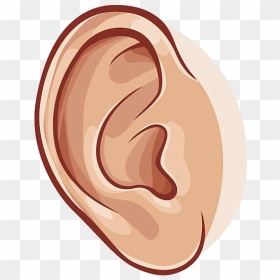Ear Collection Of Images High Quality Free Awesome - Clip Art Of Ear, HD Png Download - ear png